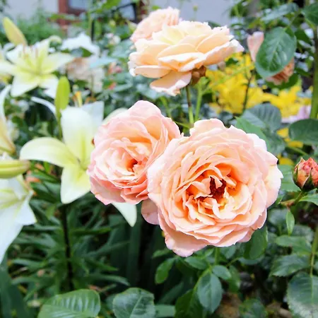 красний краєвид