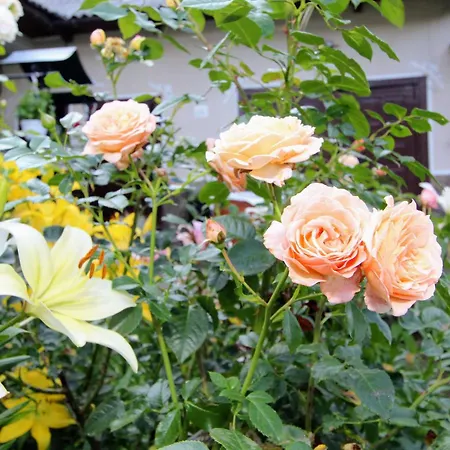 красний краєвид Дом отдыха